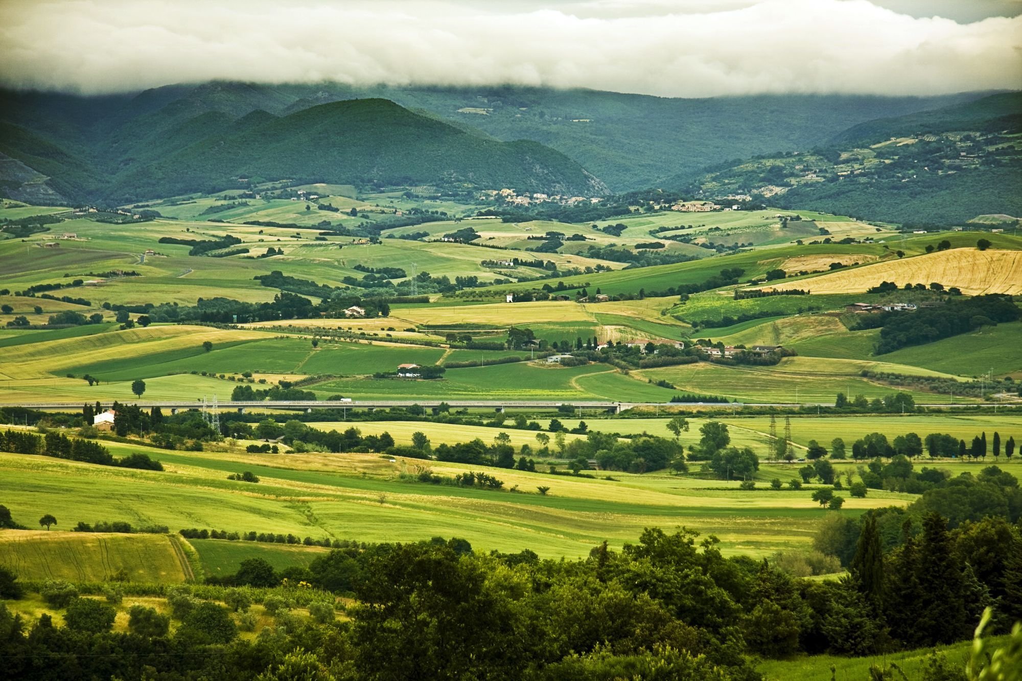 green-fields-